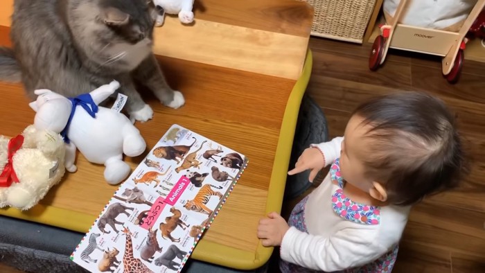 見つめ合う猫と赤ちゃん
