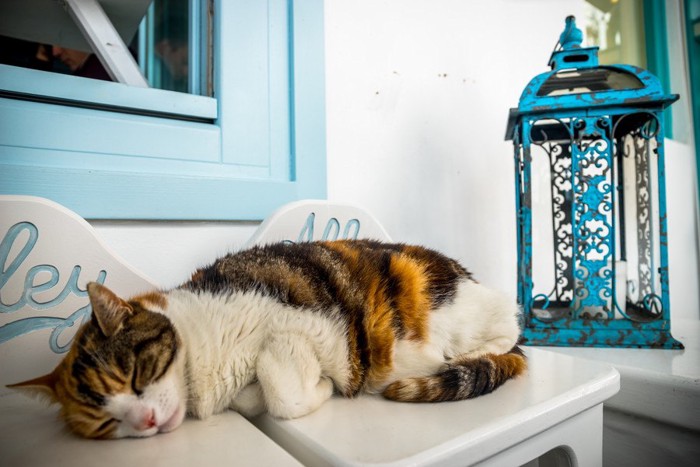 眠るミコノス島の猫