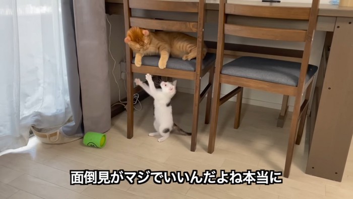 椅子の上にいる猫と立ち上がる子猫