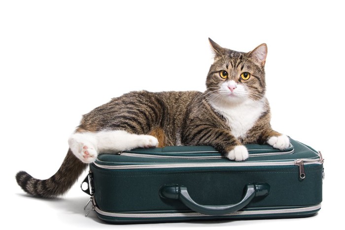 スーツケースの上でくつろぐ猫