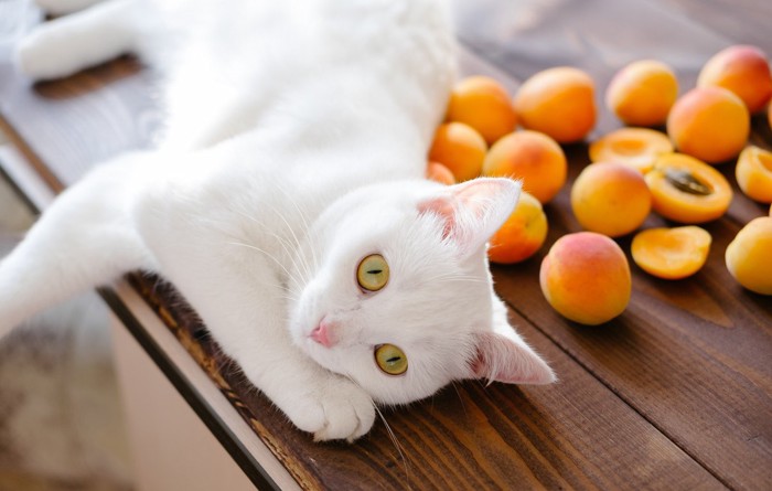テーブルの猫と杏