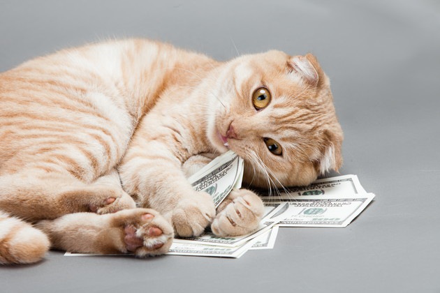 紙幣の上に寝転ぶ猫