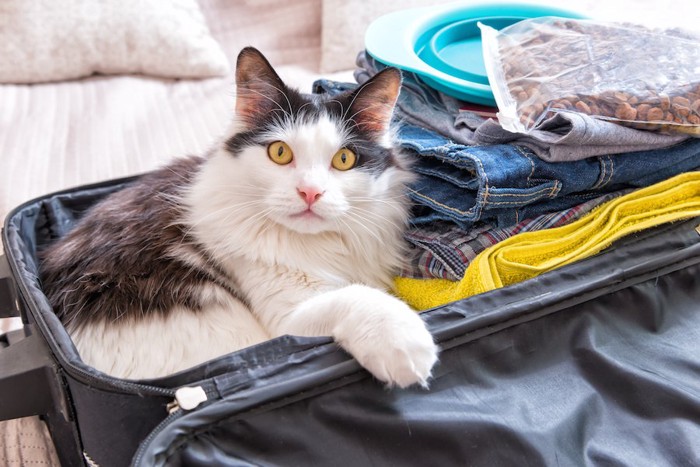 スーツケースに入ってこちらを見る猫