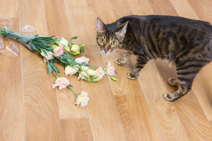 キジトラ猫と床の上の花