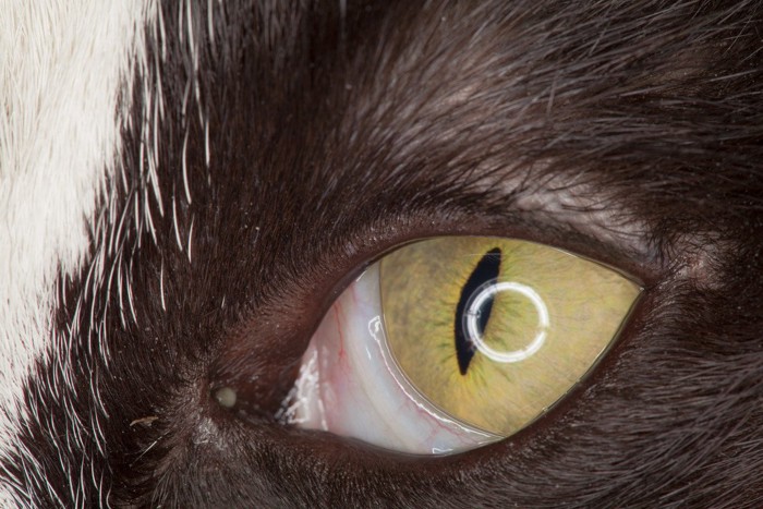 瞬膜の出ている猫の目のアップ