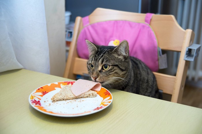 テーブルの上に置かれた食事を食べようとする猫