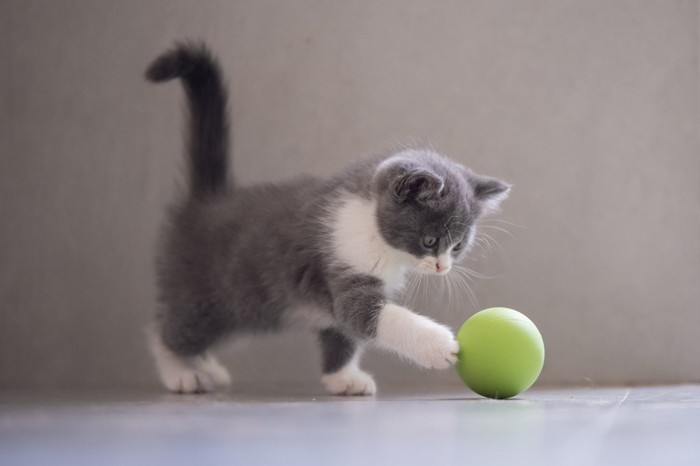 前足でボールを突く子猫