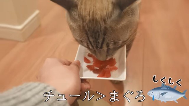 皿のマグロを食べる猫