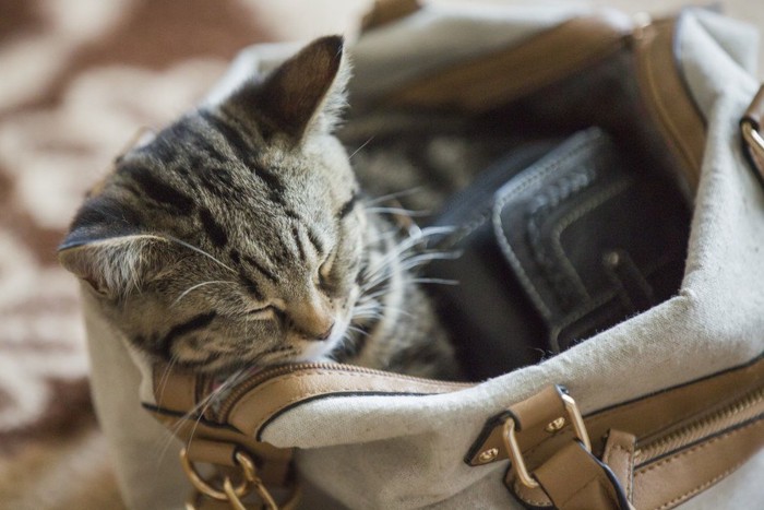 バッグの中の猫と財布