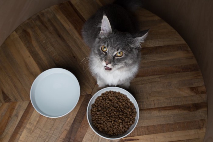 ご飯と水を前に見上げる猫