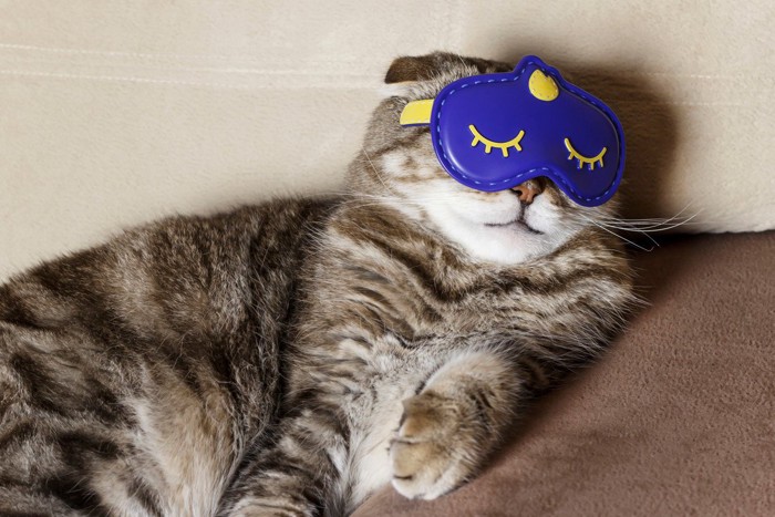 アイマスクを付けて眠る猫