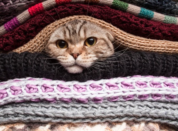 布の中に入る猫