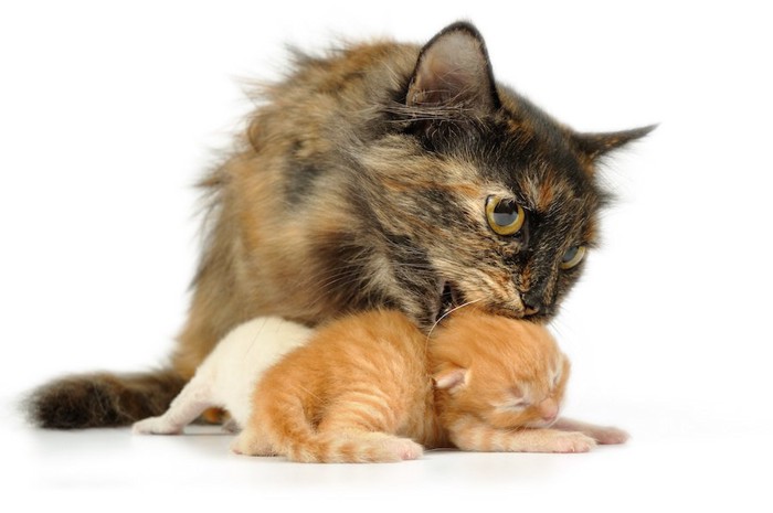 子猫の首を舐める母猫