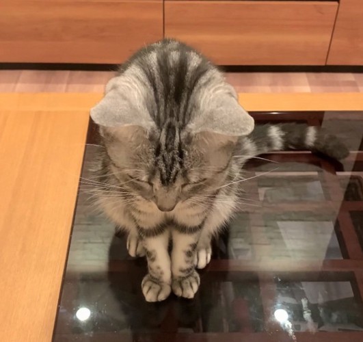 頭を撫でてもらいたい猫