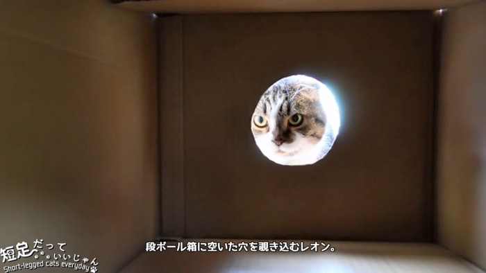 穴を覗く猫