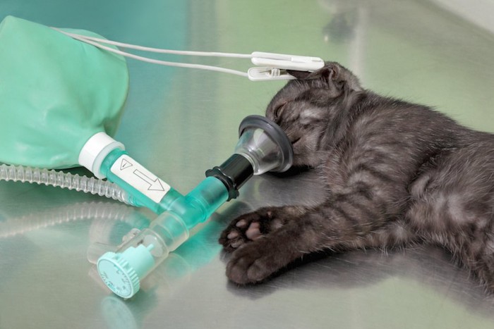 手術前に麻酔を吸引する子猫