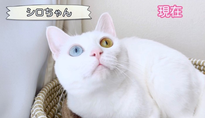 薄青と明るい黄色の目になった成猫のシロちゃん