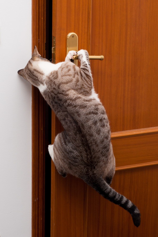 ドアをあけている猫