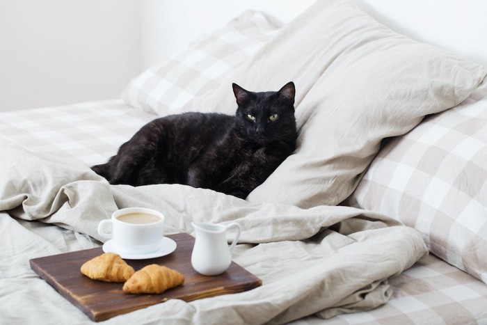 ベッドに置かれた朝食と寛ぐ猫
