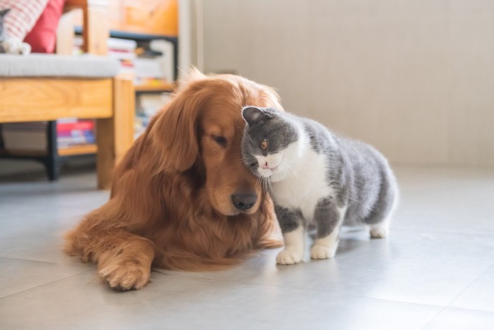 仲良しな猫と犬