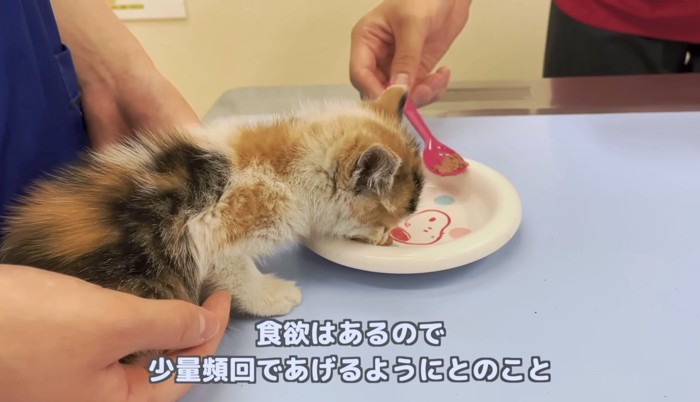 動物病院でご飯をもらう子猫