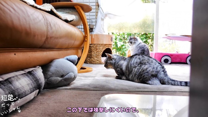 ソファーの下を見る縞模様の猫