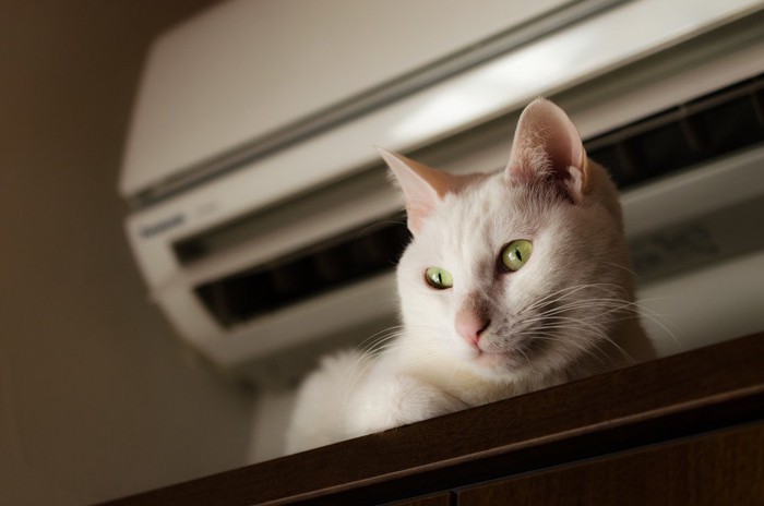 エアコン下の白猫