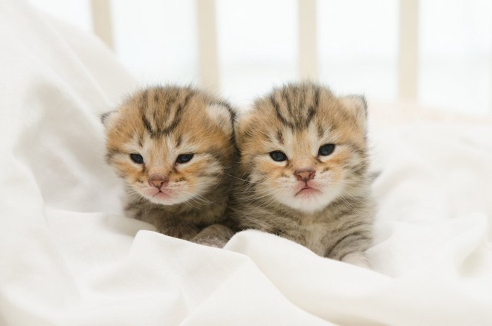 生まれたばかりの二匹のアメリカンショートヘアの子猫