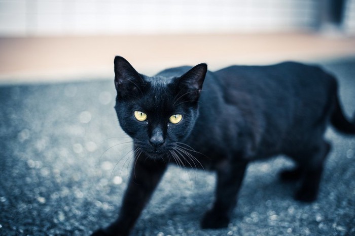 道を歩く黒猫