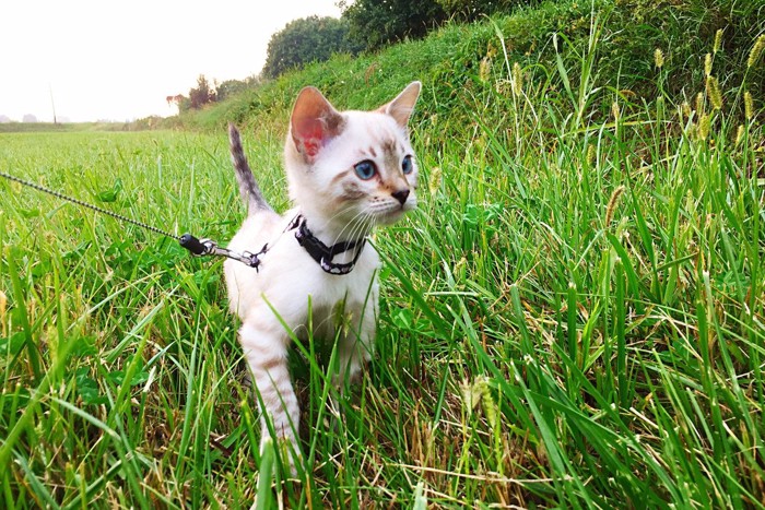 芝生を散歩する猫