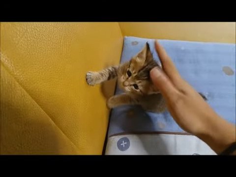子猫を撫でる人の手