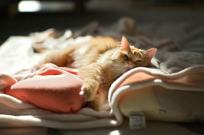毛布の上に寝ている猫