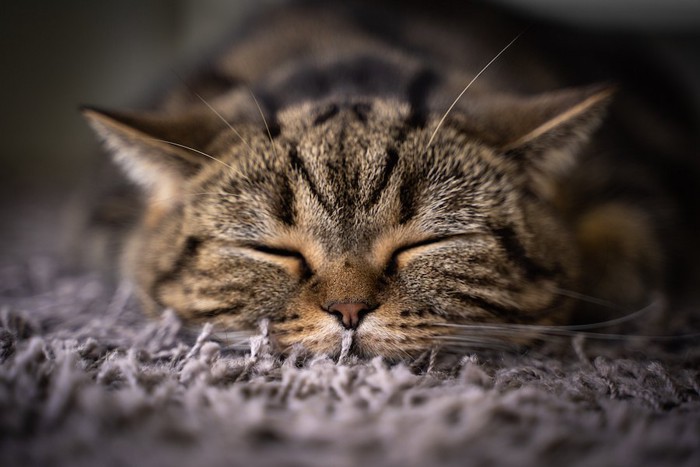 カーペットの上で眠っている猫の顔アップ