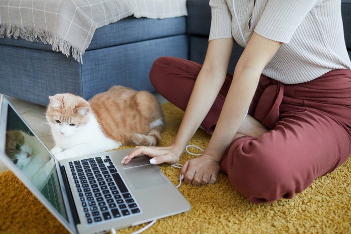 飼い主とパソコンを見る猫
