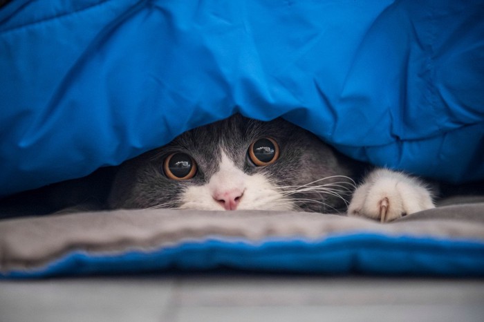 布の下に隠れる猫