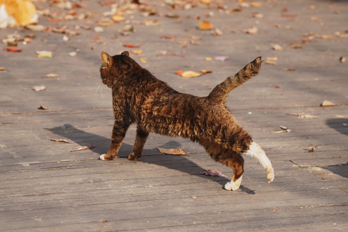伸びをしながら歩く猫