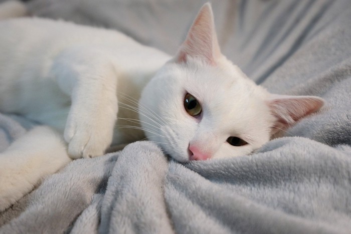 毛布を吸う白猫