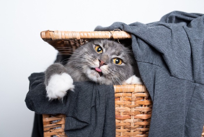 洗濯物と猫