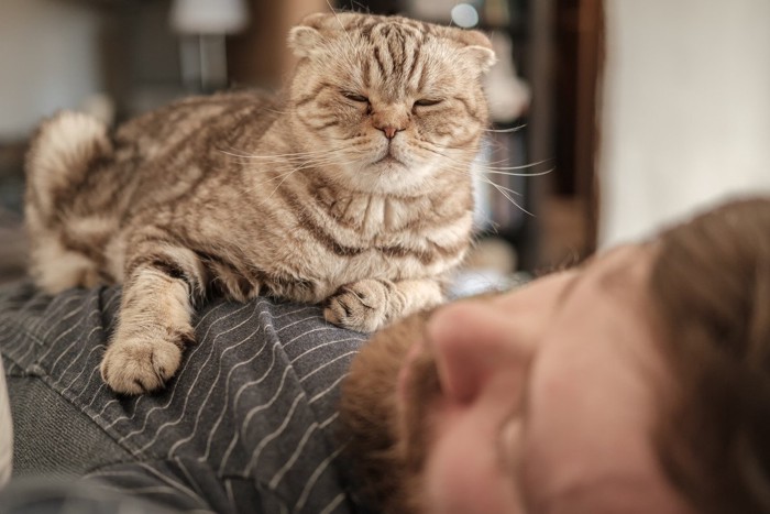ベッドの上でくつろぐ猫たち