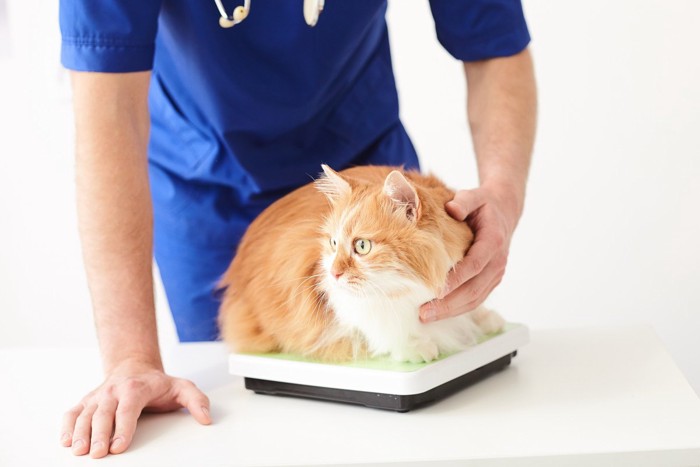 病院で体重を測る猫