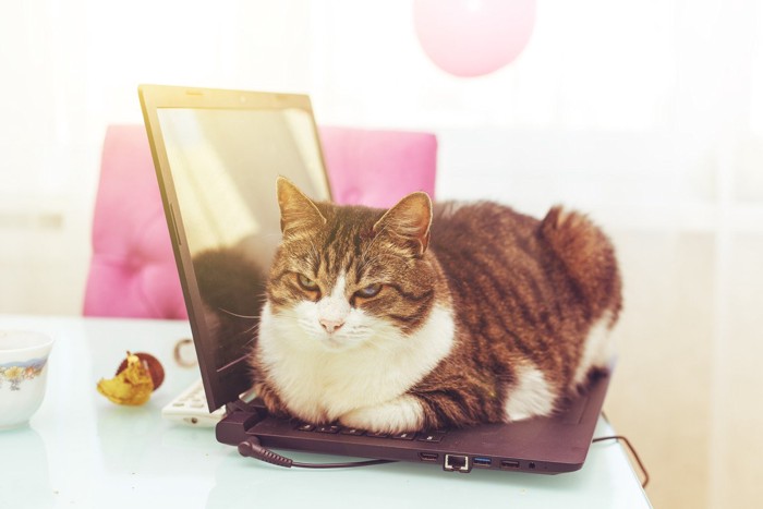 バソコンに乗る猫