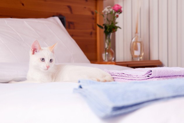 166067903 ベッドでくつろぐ猫の写真