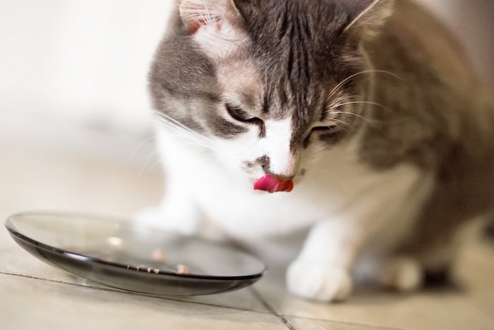 お皿から食事をする猫