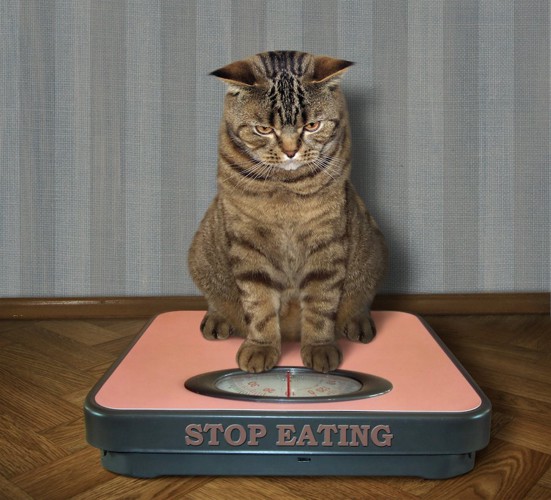 体重計に乗っている猫