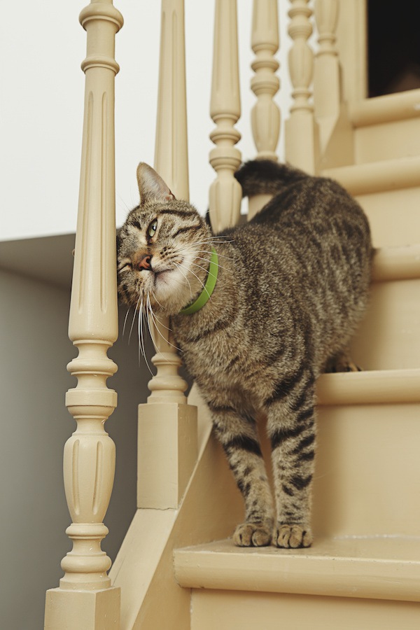 階段の手すりに顔をこすりつける猫