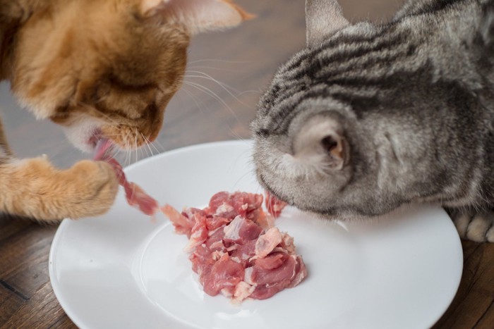 お皿の生肉を食べる2匹の猫