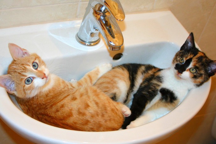 洗面台の中の2匹の猫