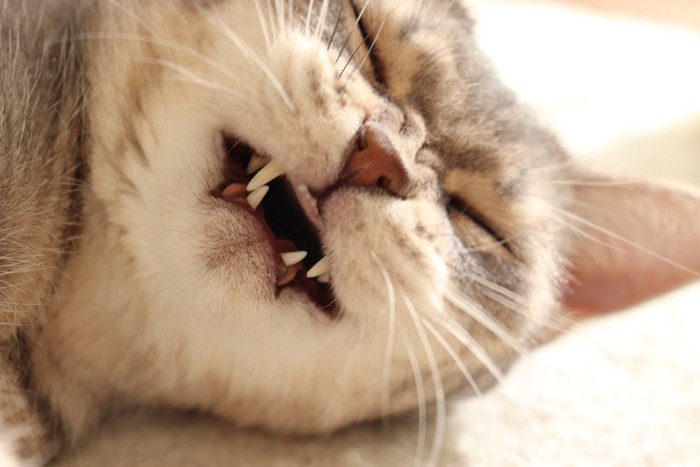 歯むき出して寝ている猫