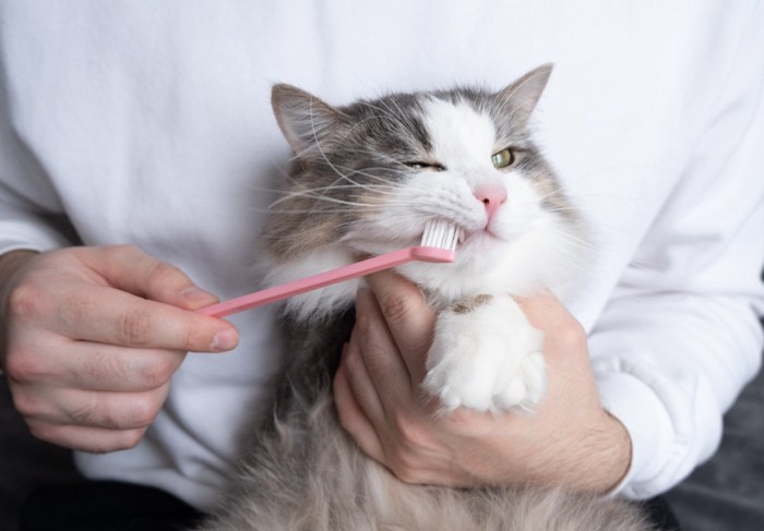 歯磨きをしてもらう猫