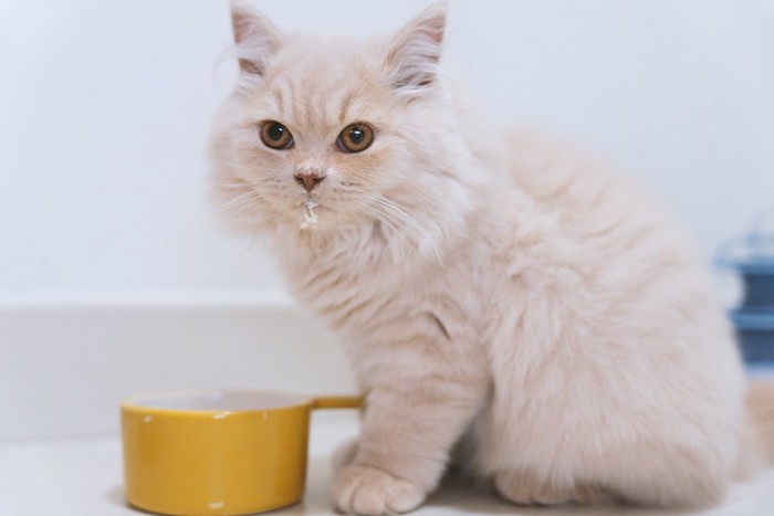 ミルクパンから飲む猫